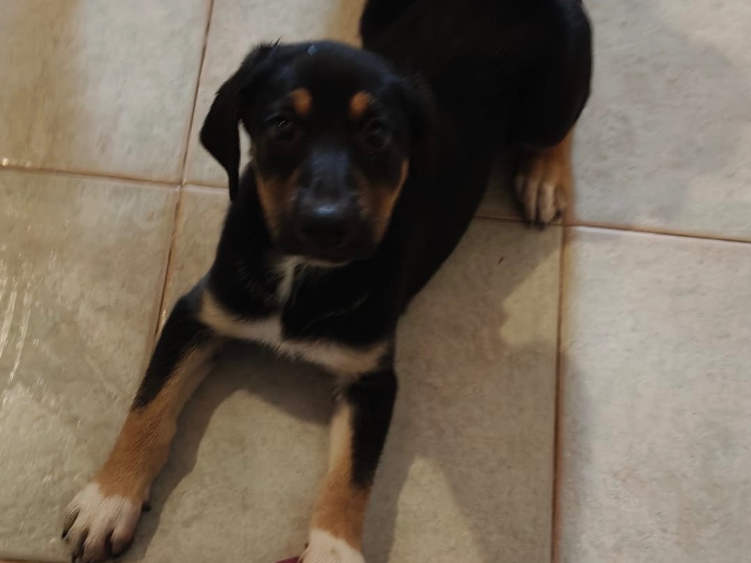 Adotta un cane, taglia grande, femmina, Crotone