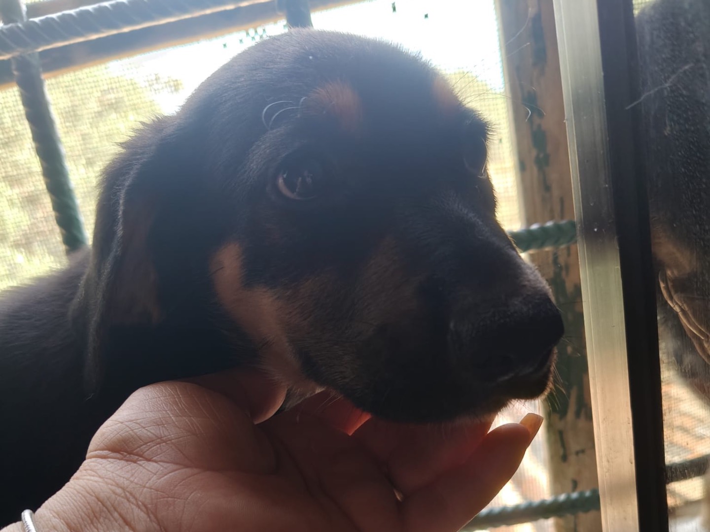Adotta un cane, femmina, 2 mesi, Crotone
