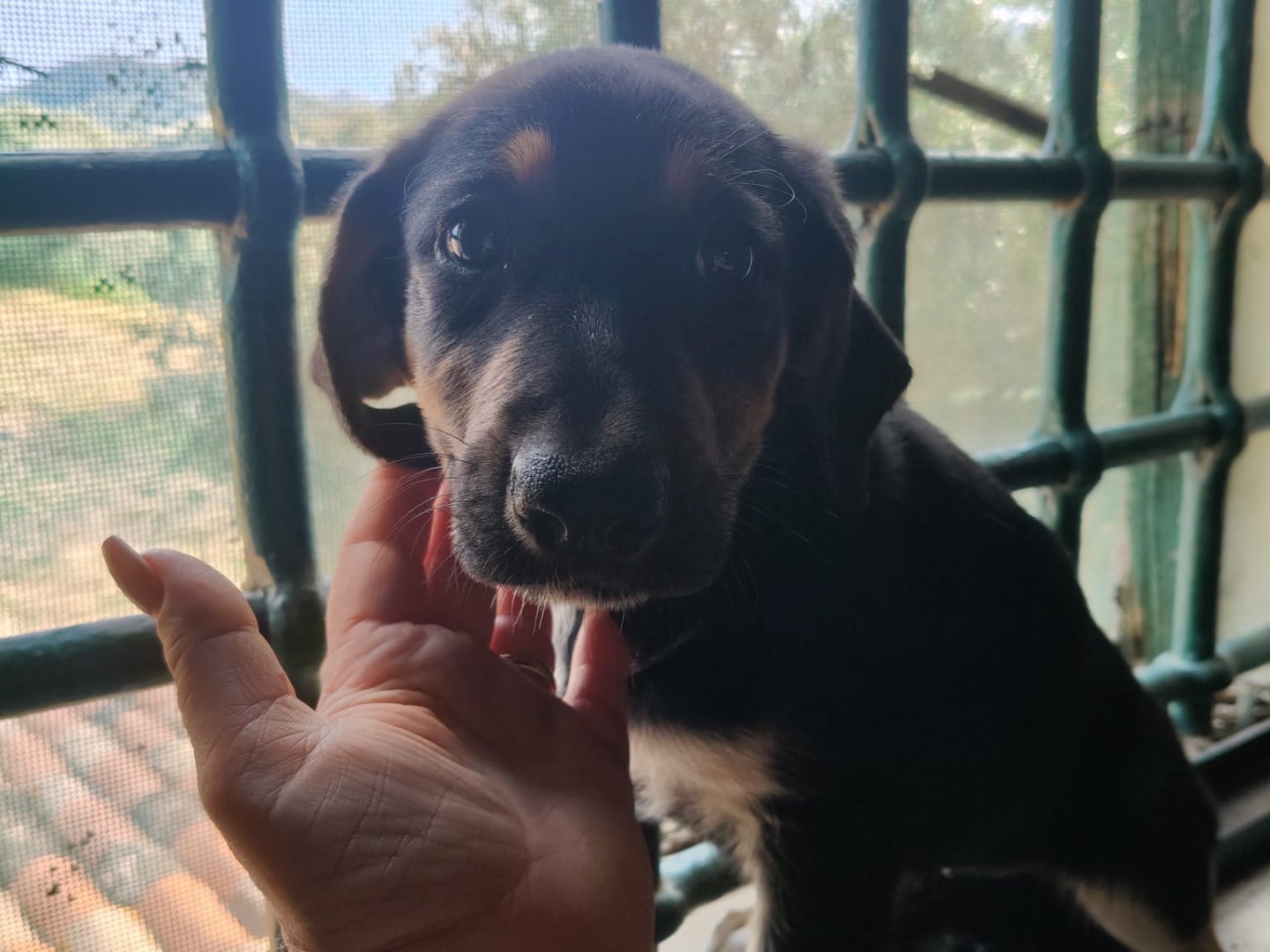 Adozione cane, femmina, Pastore tedesco Razza sconosciuta, 2 mesi, taglia grande, Crotone