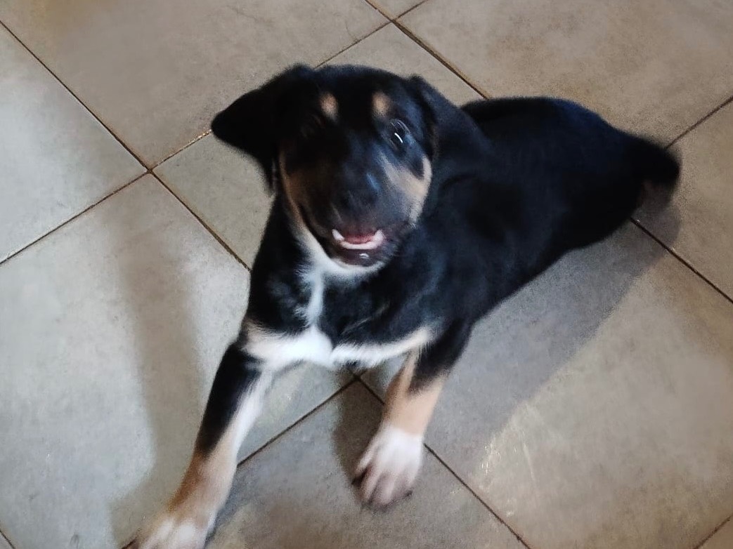 Adotta il cane MORA a Crotone