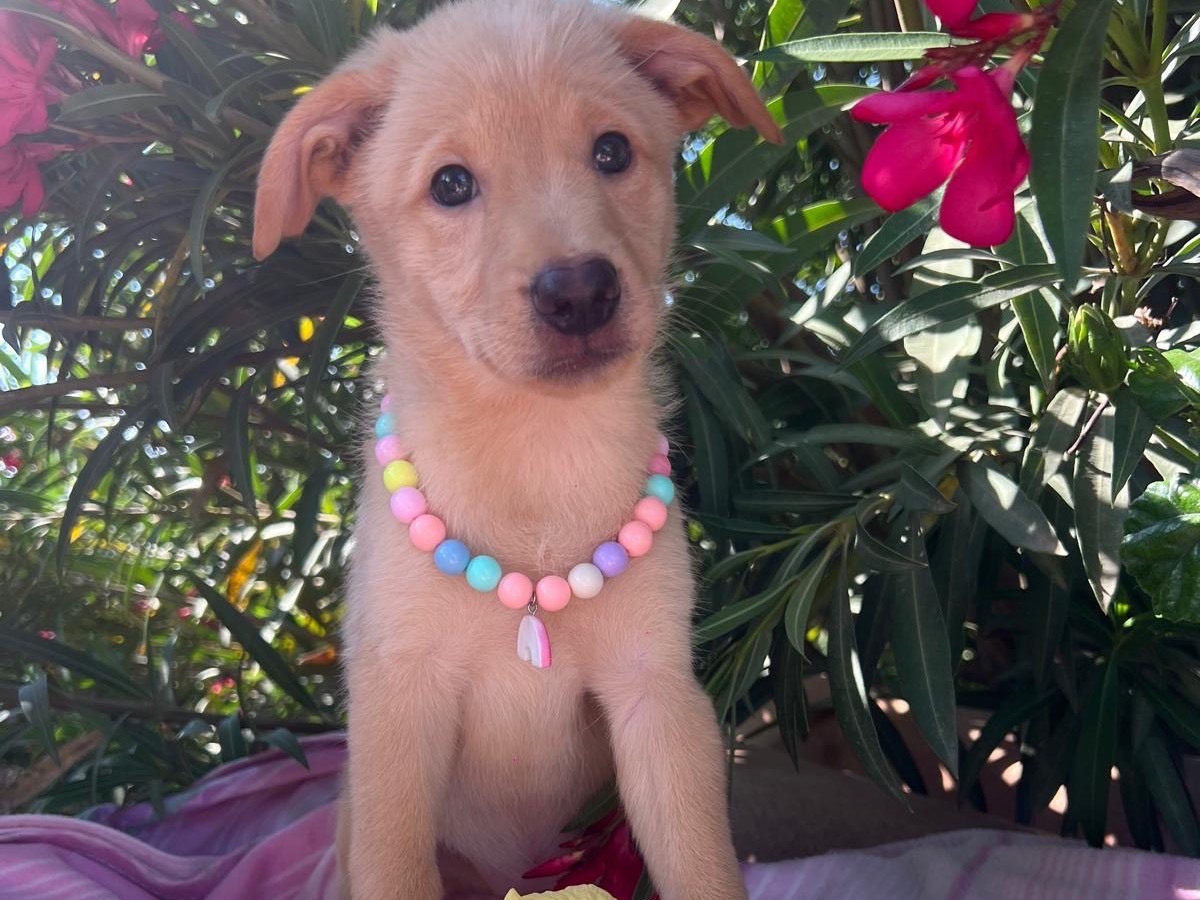 Adozione cane, femmina, Labrador Retriever Razza sconosciuta, 1 mesi, taglia media, Siracusa