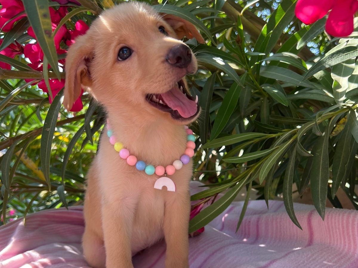 Adotta un cane, femmina, 1 mesi, Siracusa