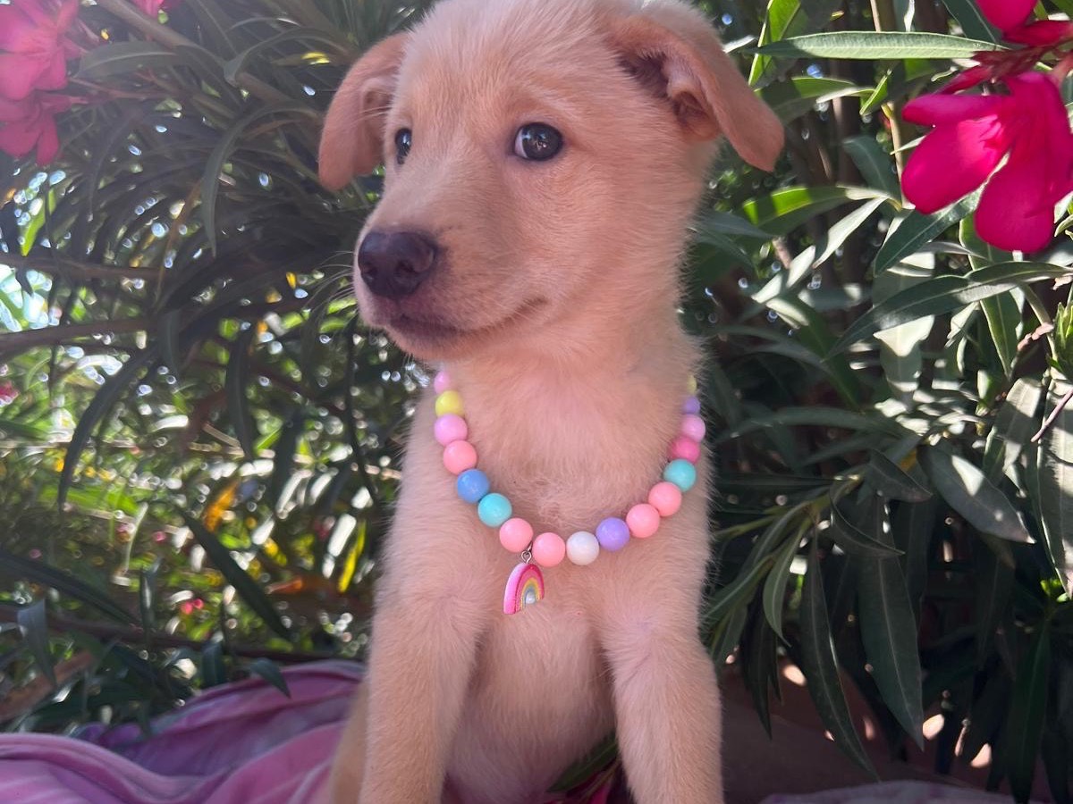 Adotta un cane, taglia media, femmina, Siracusa