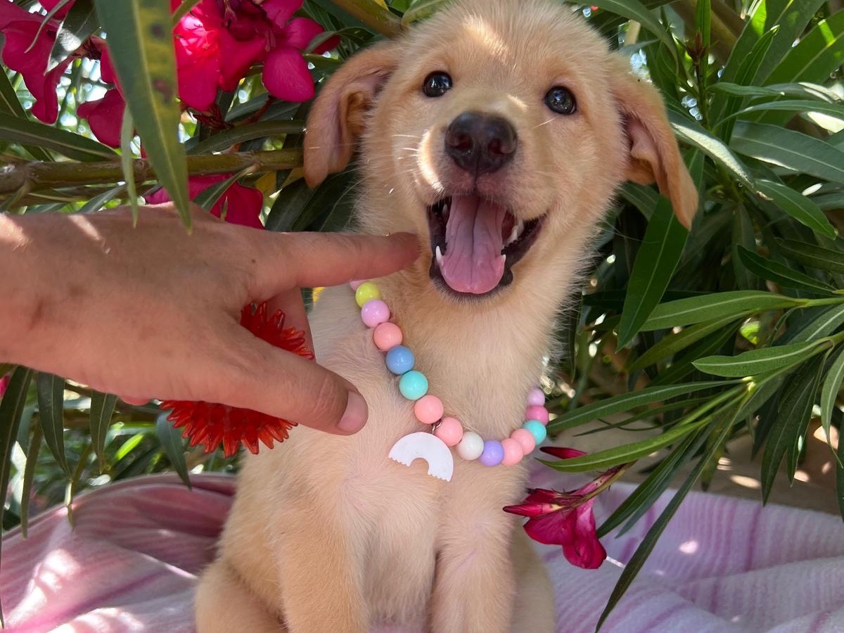 Vuoi adottare un cane a Siracusa?