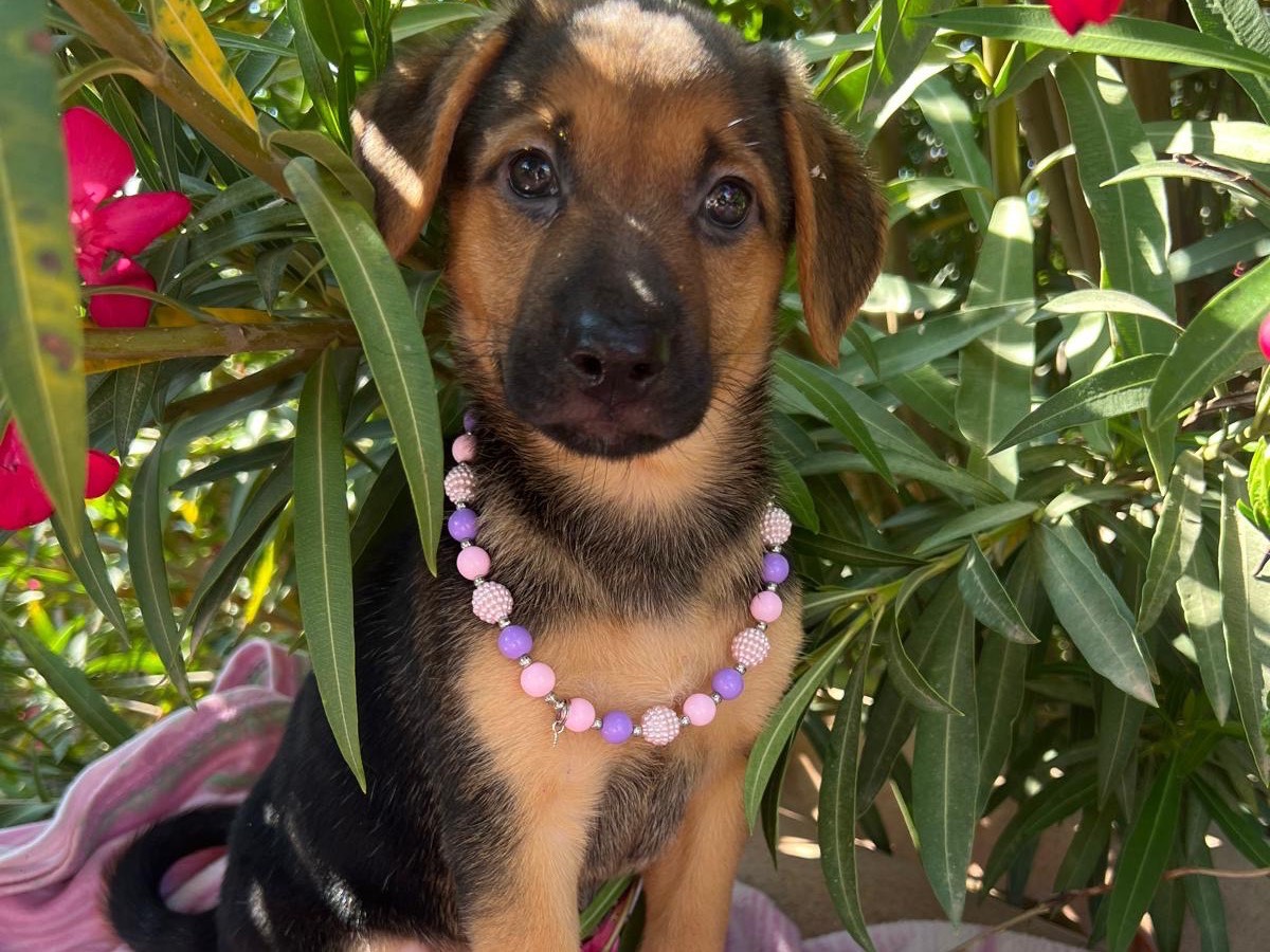 Adotta un cane, taglia media contenuta, femmina, Siracusa