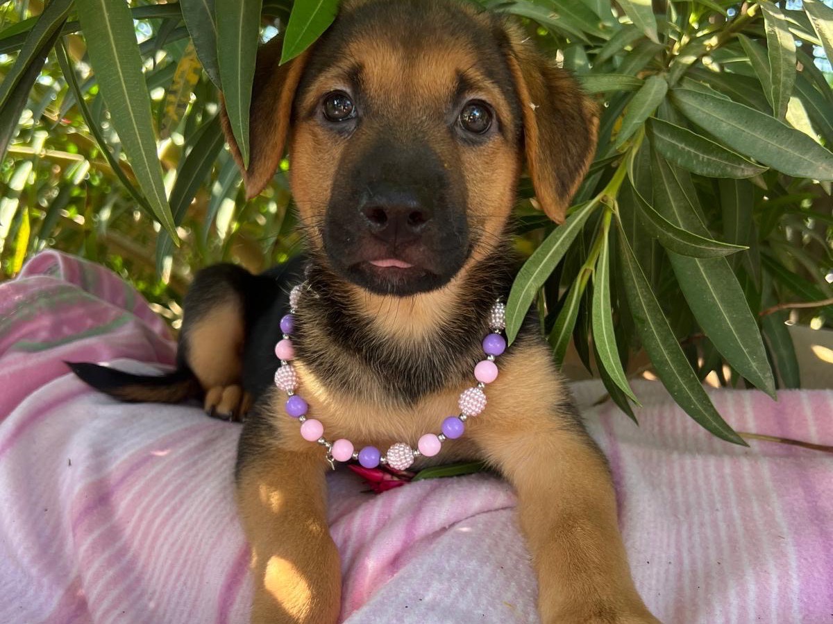 Vuoi adottare un cane a Siracusa?