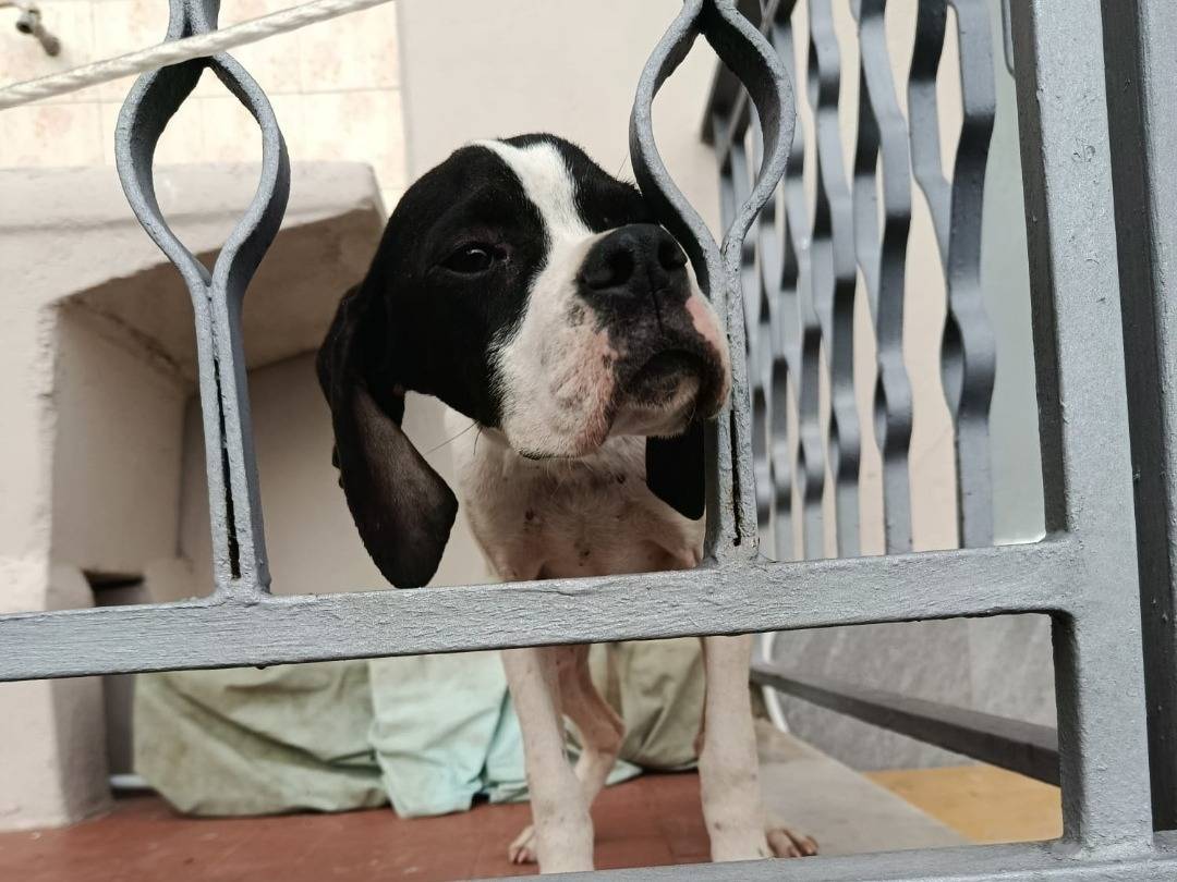 Adozione cane, femmina, Pointer Razza sconosciuta, 4 mesi, taglia media, Milano