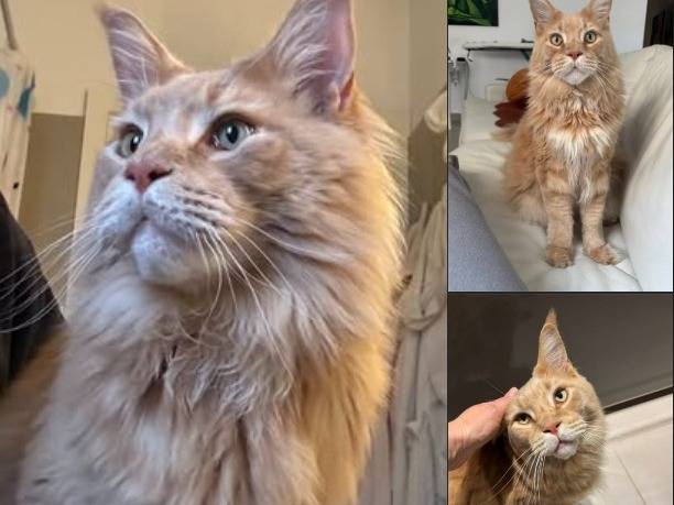Adozione gatto, maschio, Maine Coon Razza sconosciuta, 5 anni e 1 mese, taglia non valida, Teramo