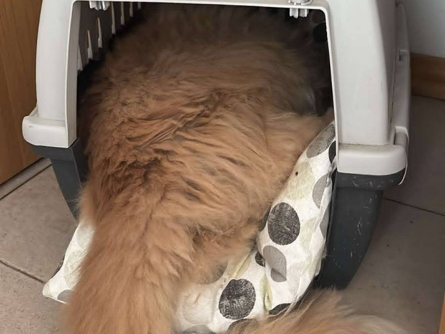 Adotta un gatto, maschio, 5 anni e 1 mese, Teramo