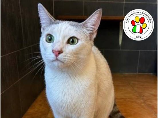 Adozione gatto, maschio, Razza sconosciuta Razza sconosciuta, 3 anni e 1 mese, taglia non valida, Milano