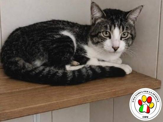Adozione gatto, maschio, Razza sconosciuta Razza sconosciuta, 1 anno e 2 mesi, taglia non valida, Milano