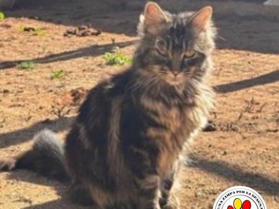 Adozione gatto, maschio, Gatto d'Angora  Razza sconosciuta, 1 anno, taglia non valida, Milano