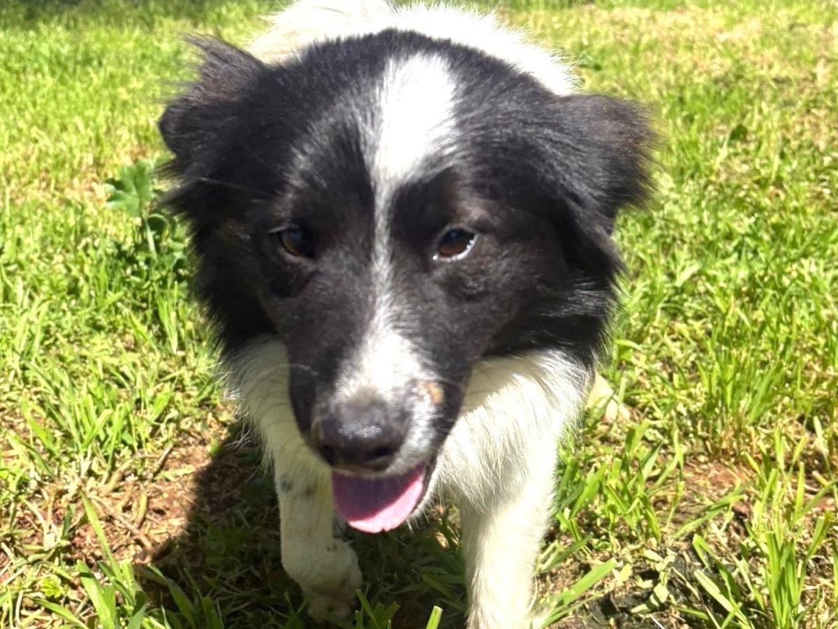 Adozione cane, maschio, Razza sconosciuta Razza sconosciuta, 1 anno, taglia media, Trapani