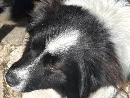 Adotta un cane, maschio, 1 anno, Trapani