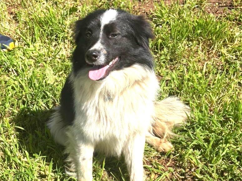 Adotta un cane, taglia media, maschio, Trapani