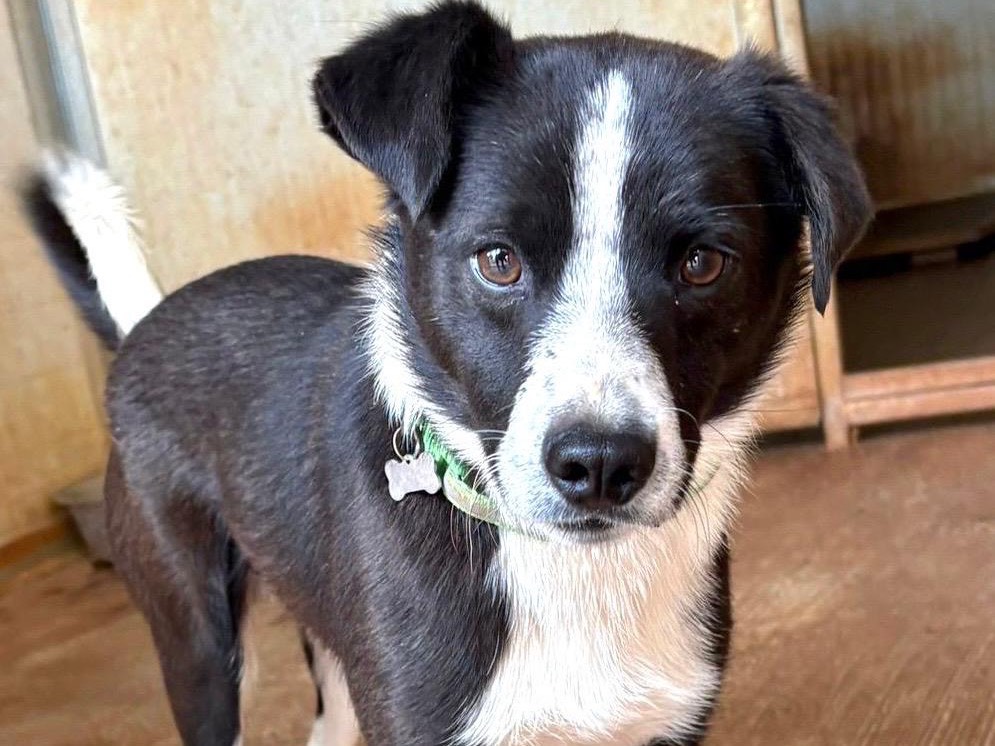 Adozione cane, maschio, Razza sconosciuta Razza sconosciuta, 1 anno, taglia media, Trapani