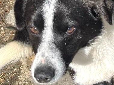 Adotta un cane, maschio, 1 anno, Trapani