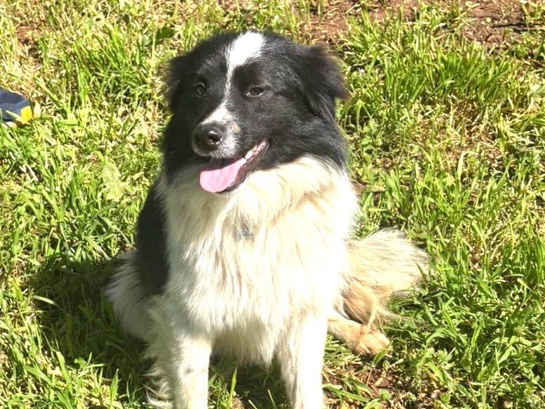Adotta un cane, taglia media, maschio, Trapani