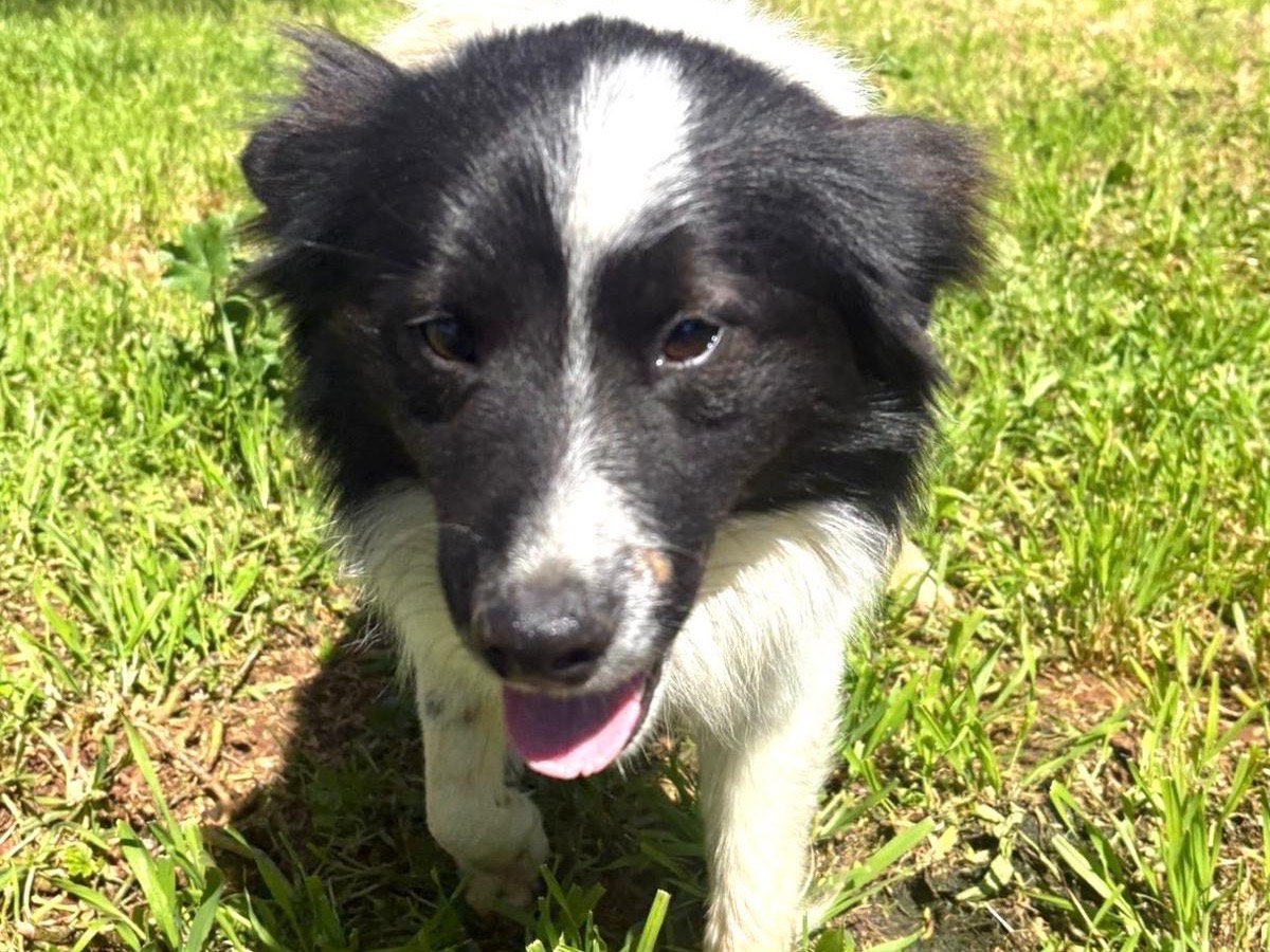 Vuoi adottare un cane a Trapani?