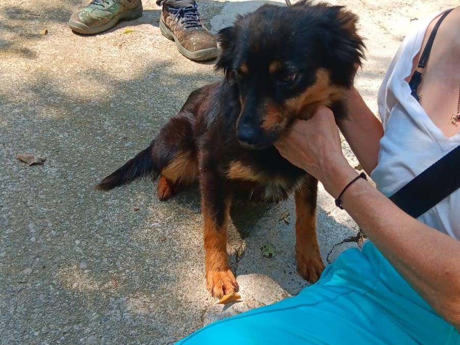 Foto 2 dell'animale