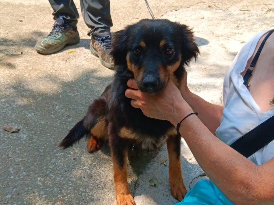 Foto 3 dell'animale
