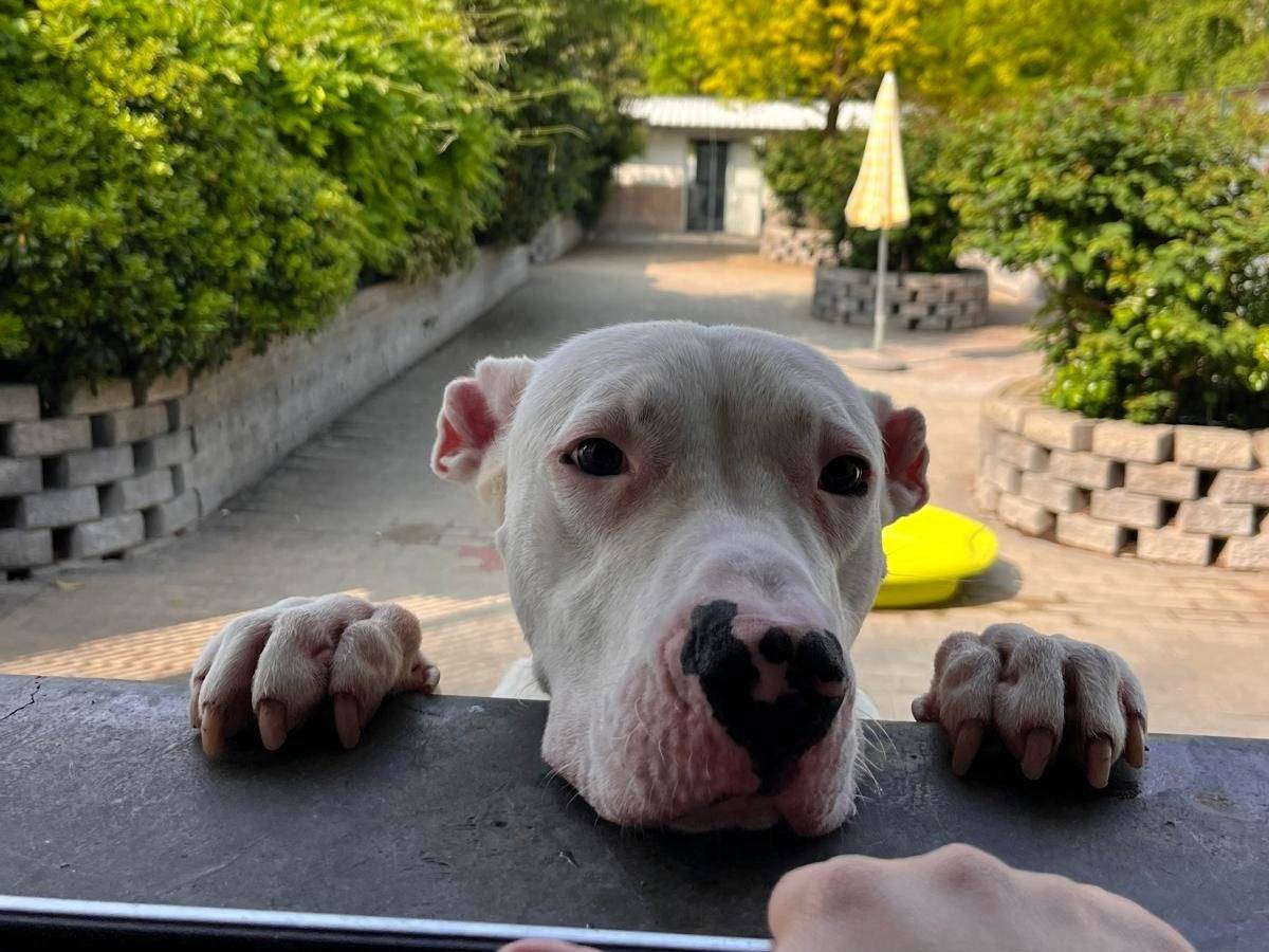 Adozione cane, maschio, Dogo Argentino Razza sconosciuta, 10 mesi, taglia media, Milano