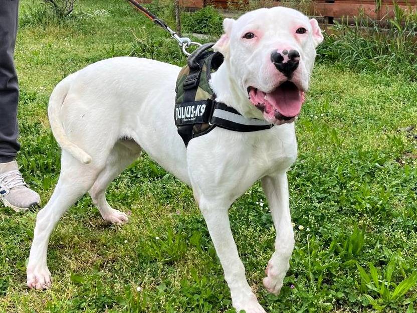 Adotta un cane, maschio, 10 mesi, Milano