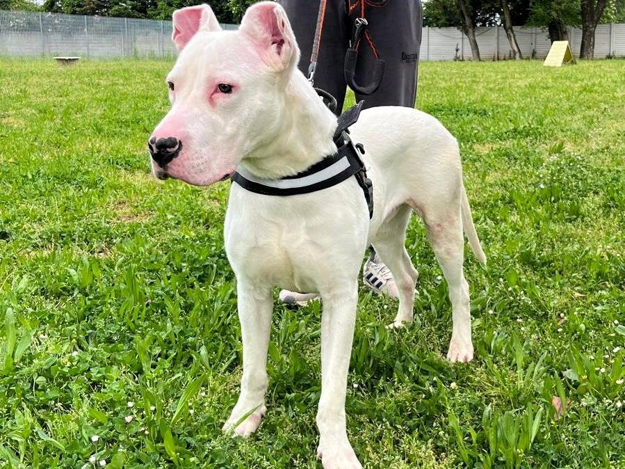 Adotta un cane, taglia media, maschio, Milano