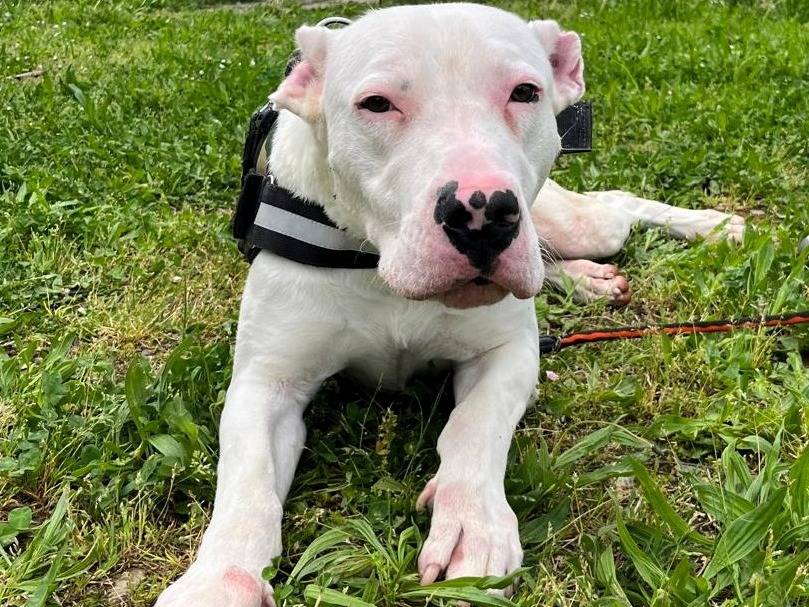 Adotta il cane ALBINO a Milano