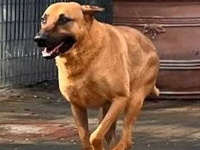 Adozione cane, maschio, Razza sconosciuta Razza sconosciuta, 8 anni e 10 mesi, taglia grande, Milano