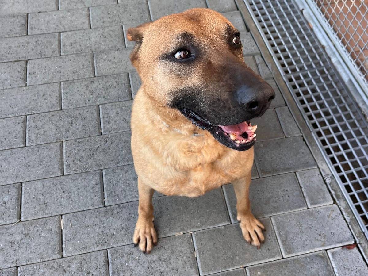 Vuoi adottare un cane a Milano?