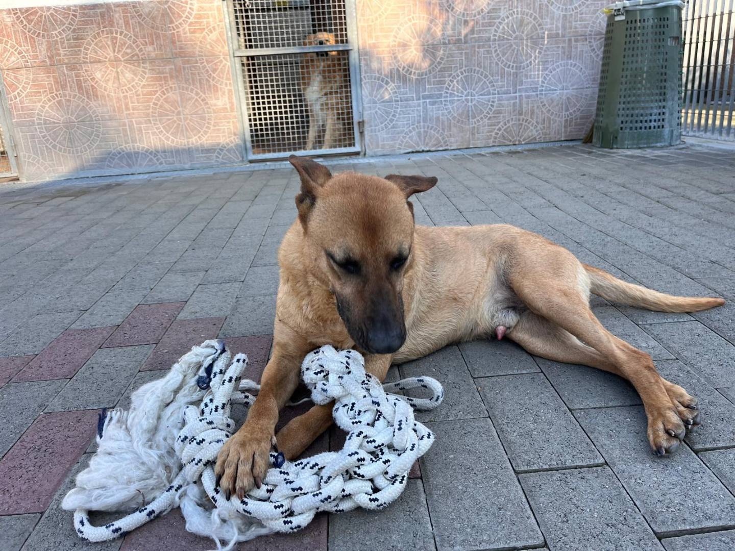 Adotta il cane ARGO a Milano