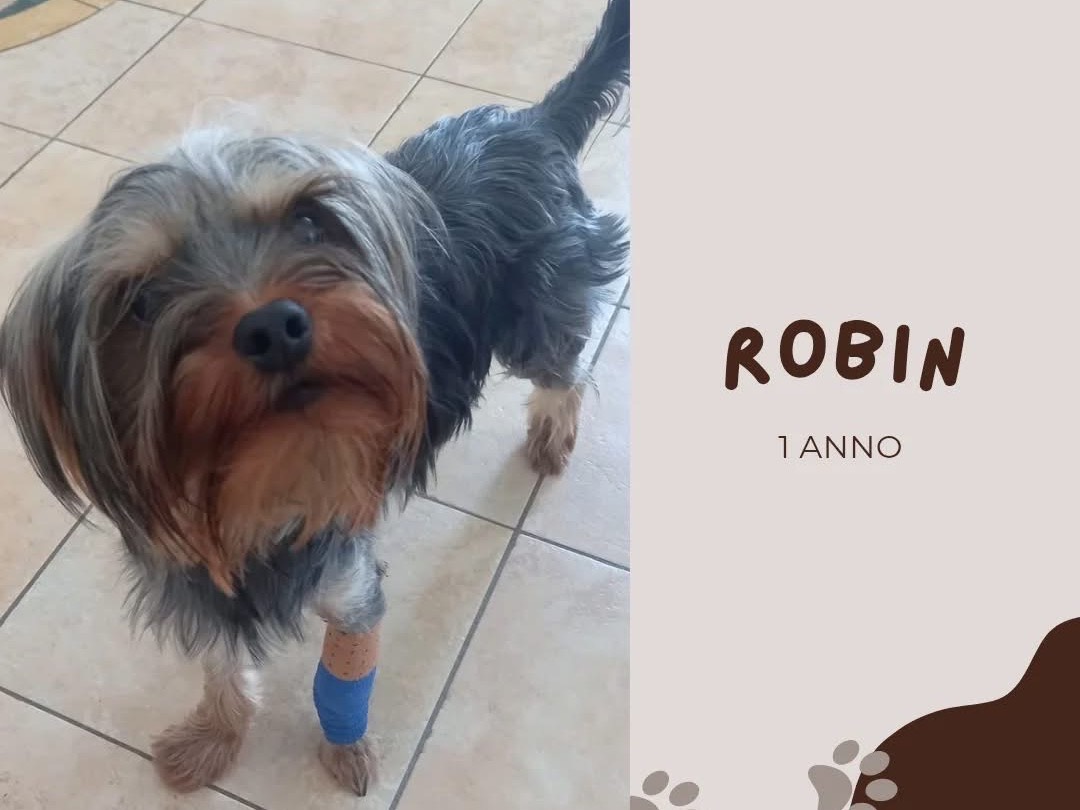 Adozione cane, maschio, Yorkshire Terrier Razza sconosciuta, 1 anno, taglia piccola, Brescia
