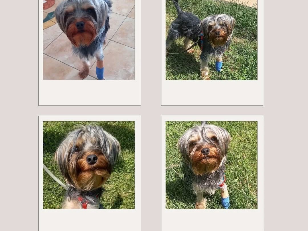 Adotta un cane, maschio, 1 anno, Brescia