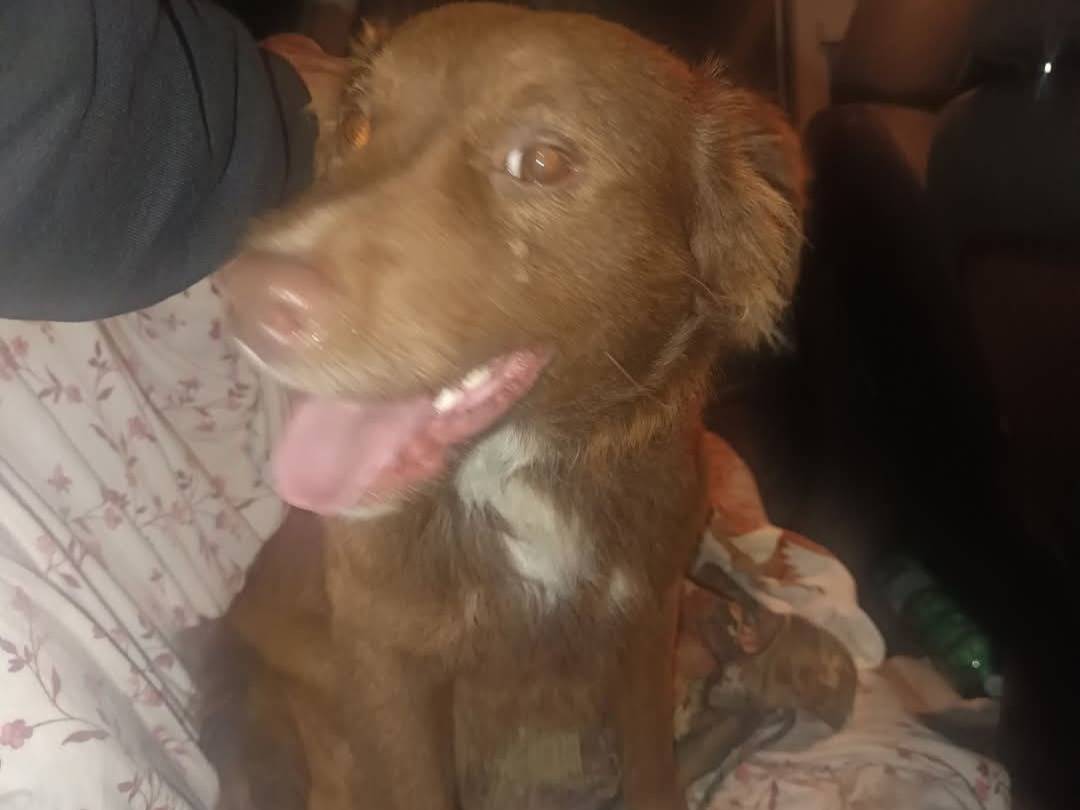 Adozione cane, maschio, Razza sconosciuta Razza sconosciuta, 1 anno, taglia piccola, Latina
