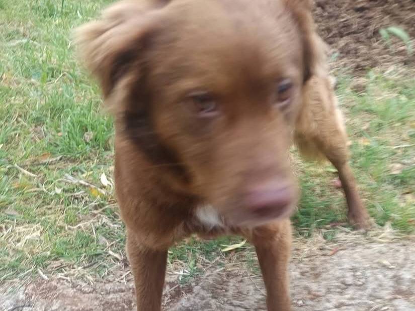 Adotta un cane, maschio, 1 anno, Latina