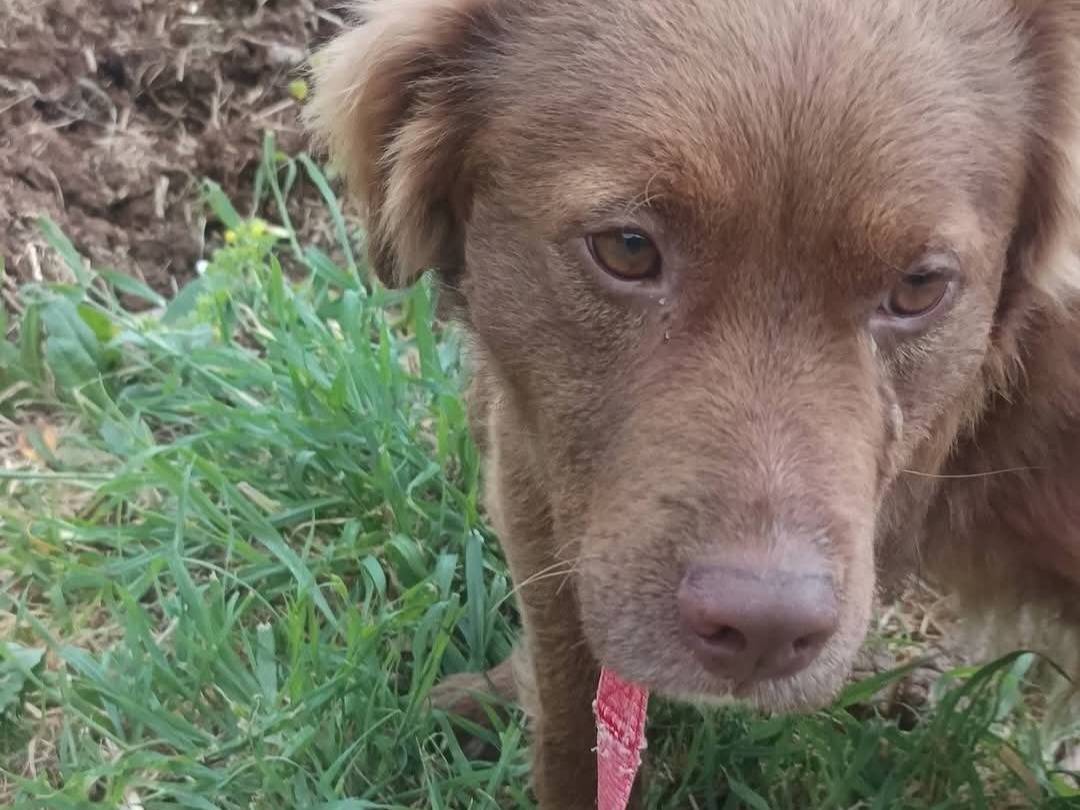 Adotta un cane, taglia piccola, maschio, Latina
