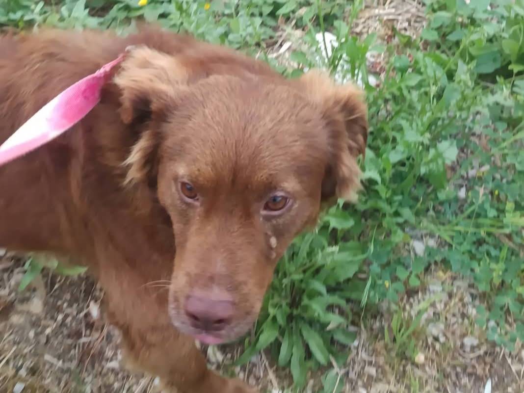 Vuoi adottare un cane a Latina?