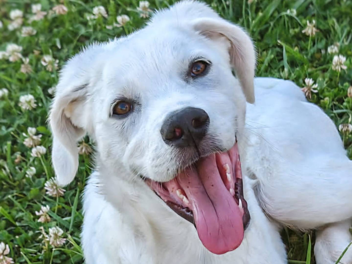 Adozione cane, maschio, Razza sconosciuta Razza sconosciuta, 4 mesi, taglia media, Crotone