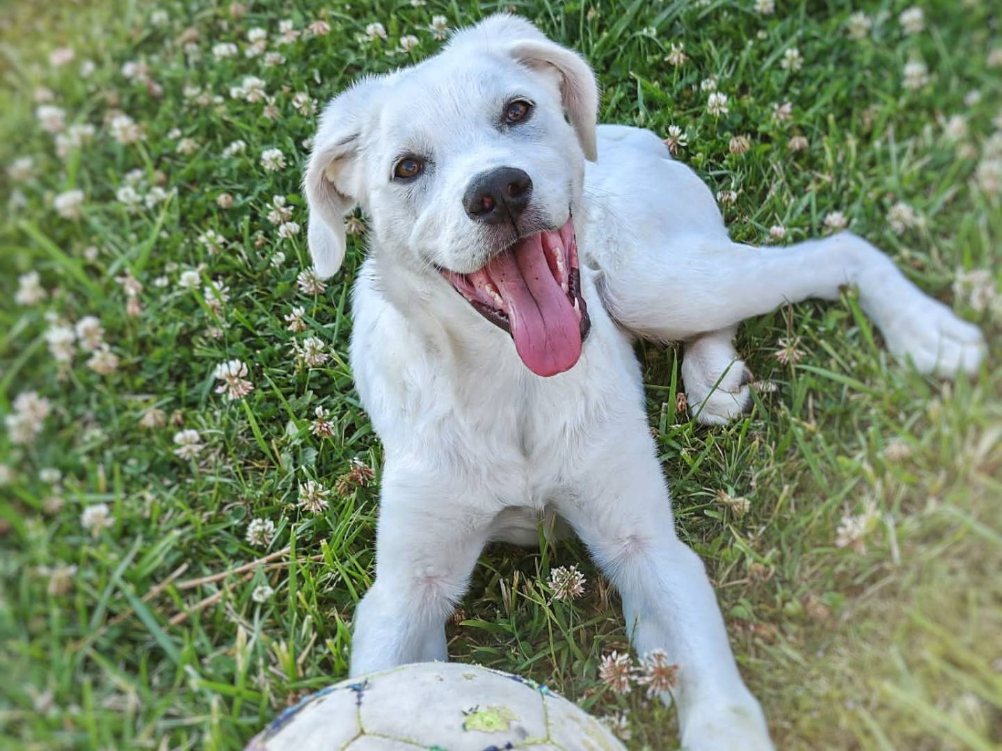 Adotta un cane, maschio, 4 mesi, Crotone