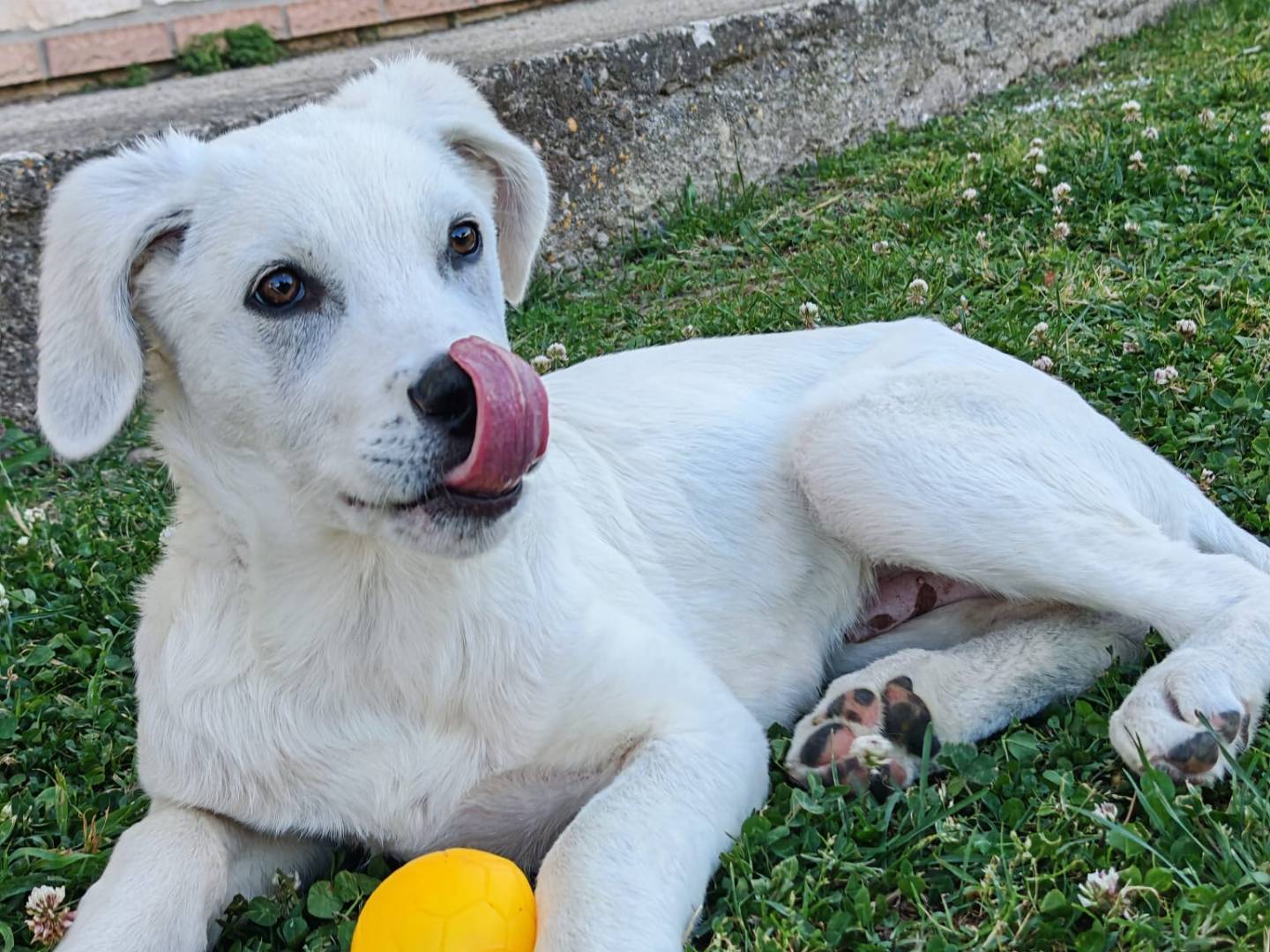 Adotta un cane, taglia media, maschio, Crotone