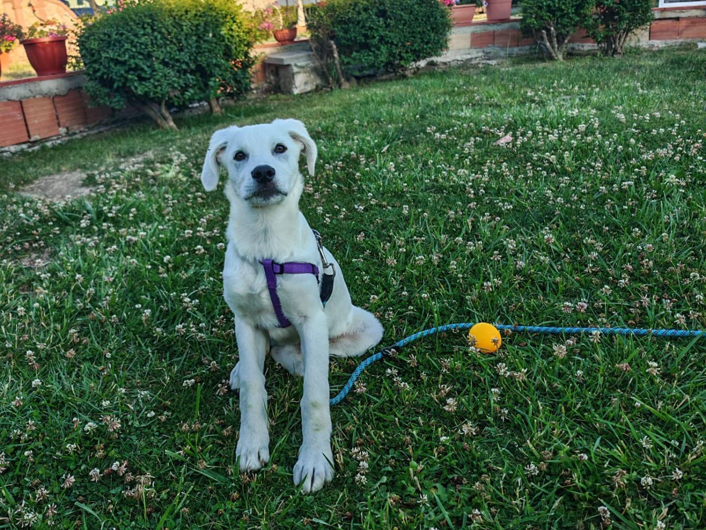 Vuoi adottare un cane a Crotone?