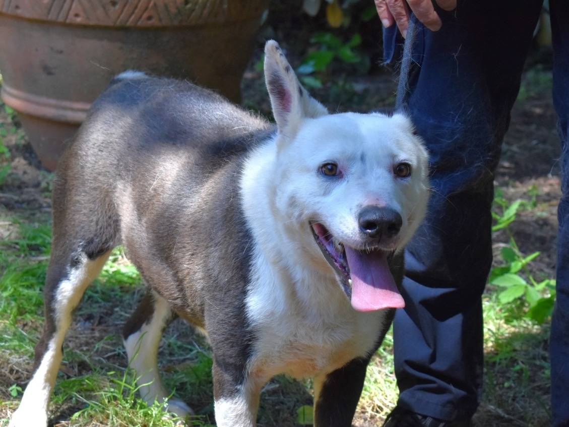 Adotta un cane, maschio, 8 anni, Roma
