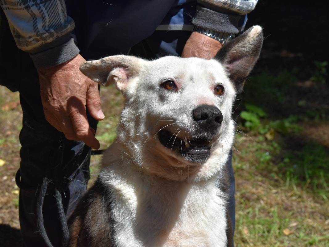 Adotta un cane, taglia media, maschio, Roma