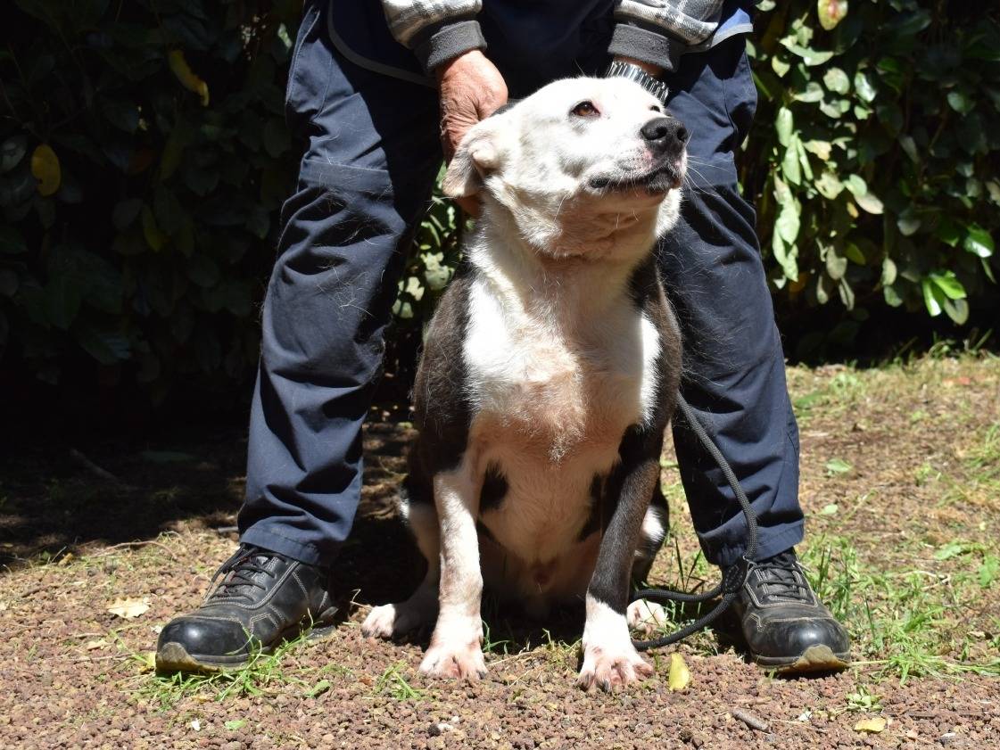 Vuoi adottare un cane a Roma?