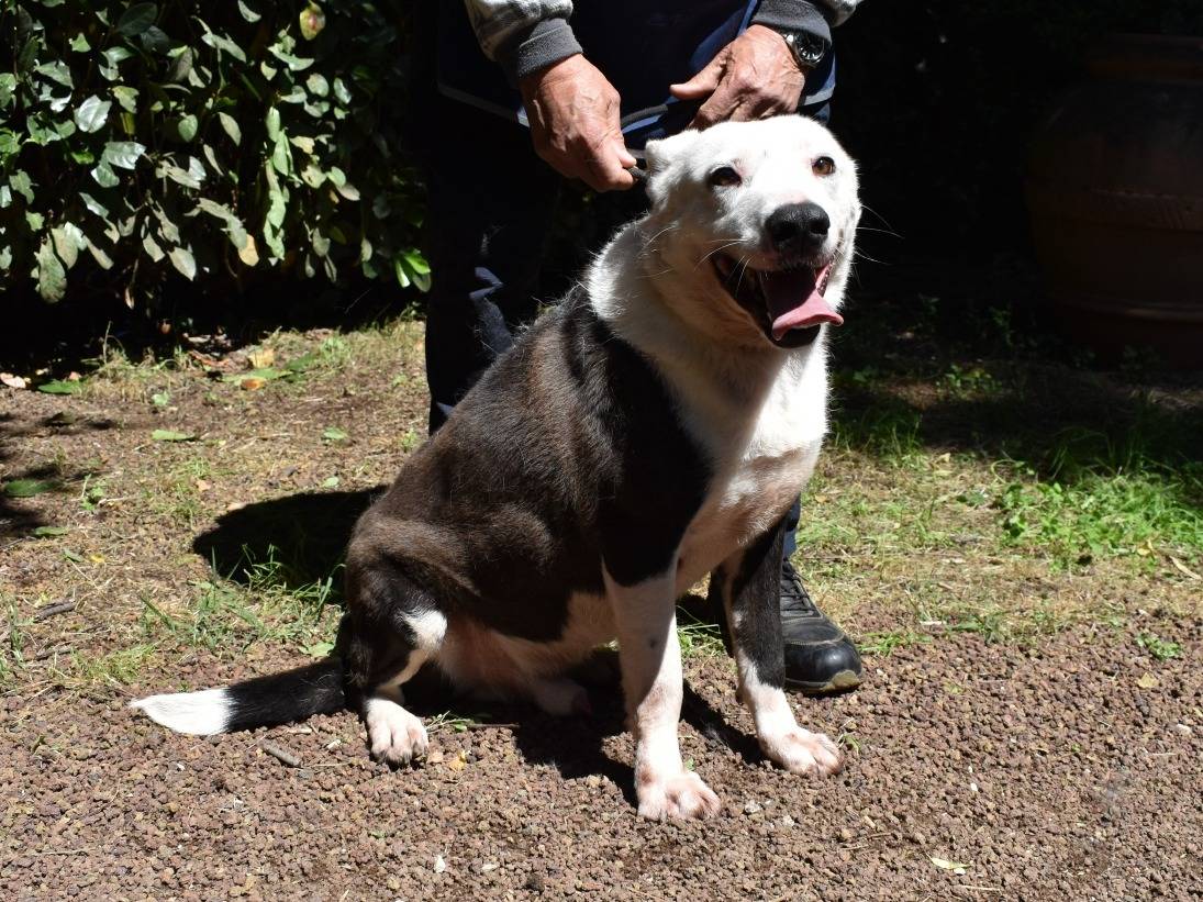 Adotta il cane Lacko a Roma