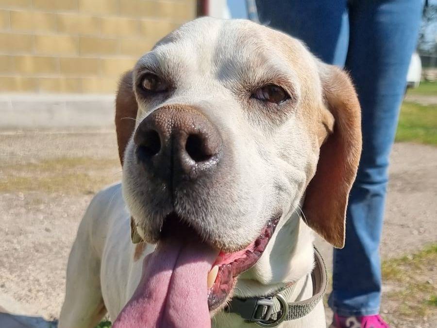 Adozione cane, femmina, Pointer Razza sconosciuta, 7 anni, taglia media, Pavia