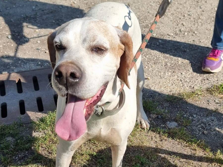 Adotta un cane, femmina, 7 anni, Pavia
