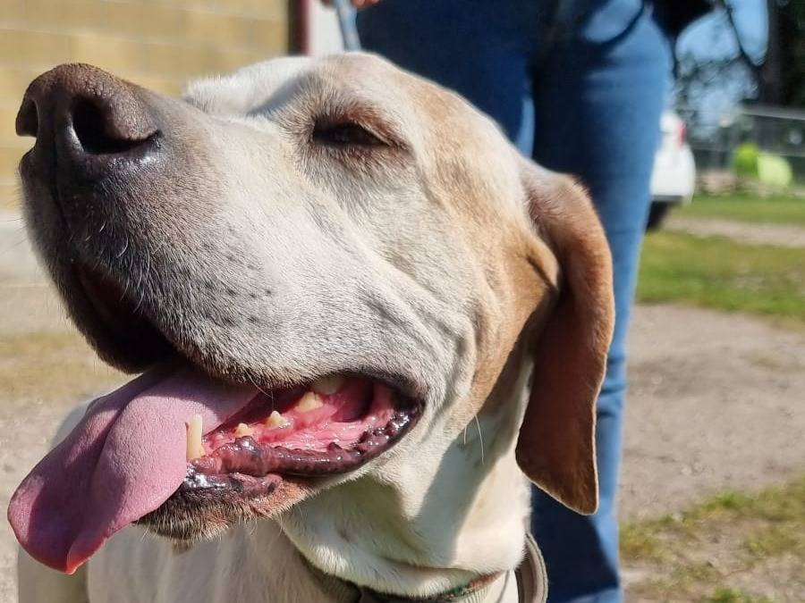 Adotta un cane, taglia media, femmina, Pavia
