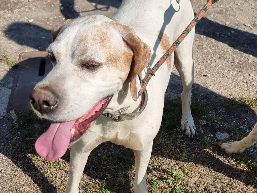 Vuoi adottare un cane a Pavia?